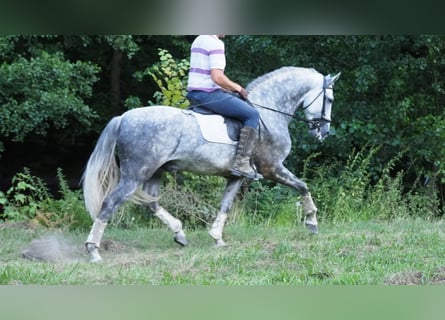PRE Mix, Stallion, 9 years, 16,1 hh, Gray