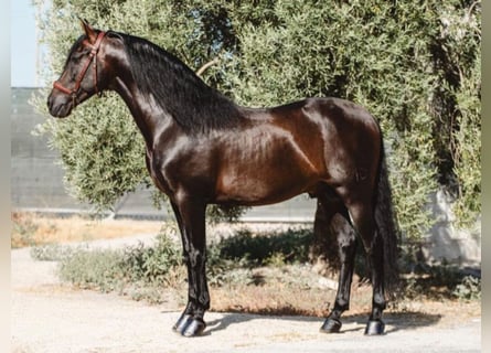 PRE Mix, Stallion, 9 years, 17 hh, Brown