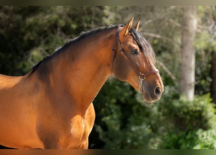PRE, Stallion, 9 years, 17 hh