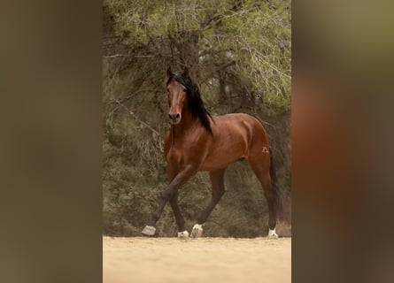 PRE, Stallion, 9 years, 17 hh