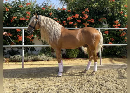 PRE Mix, Stallion, 9 years