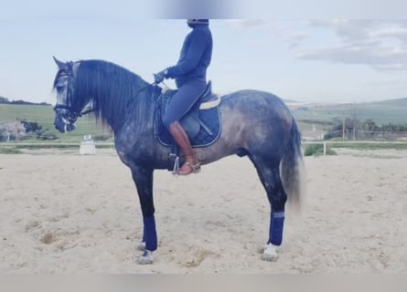 PRE Mix, Stallion, 9 years, Gray
