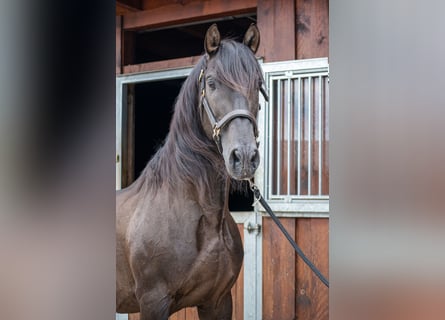 PRE, Stallion, 18 years, 15,1 hh, Black