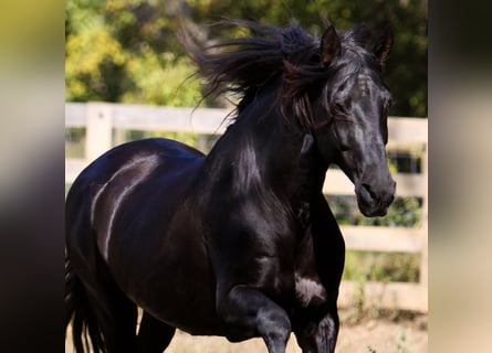 PRE, Stallion, 27 years, 16 hh, Black