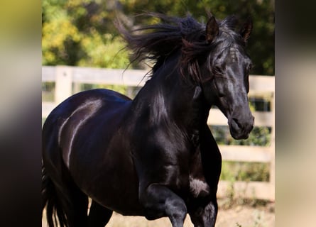 PRE, Stallion, 26 years, 16 hh, Black
