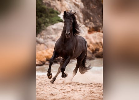 PRE, Stallion, 8 years, 16,2 hh, Black