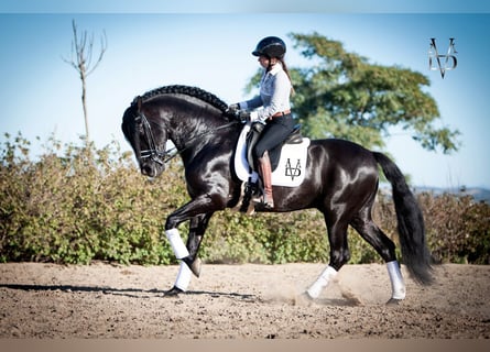 PRE, Stallion, 9 years, 16,1 hh, Black