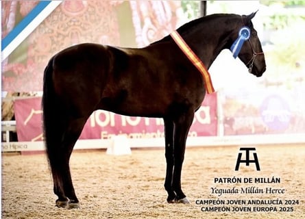 PRE, Stallion, 4 years, 17 hh, Black