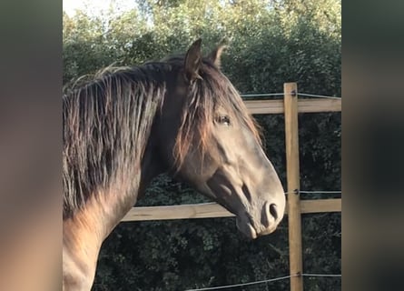 PRE, Stallion, 8 years, 15.2 hh, Black