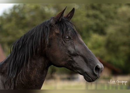 PRE, Stallion, 16 years, 15.3 hh, Black