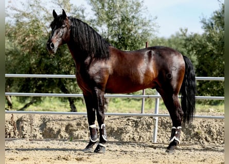 PRE, Stallion, 7 years, 17 hh, Black