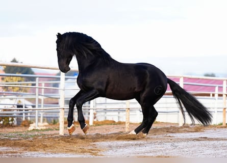 PRE, Stallion, 9 years, 16,3 hh, Black