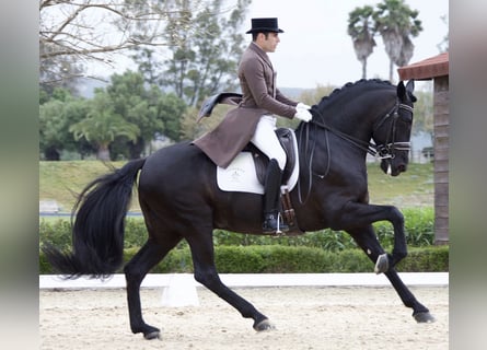 PRE, Stallion, 18 years, 16,1 hh, Black