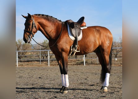 PRE, Stallion, 11 years, 16,3 hh, Brown