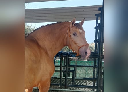 PRE, Stallion, 3 years, 16,2 hh, Champagne