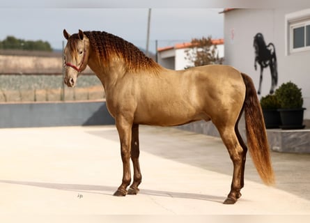 PRE, Stallion, 8 years, 16 hh, Champagne