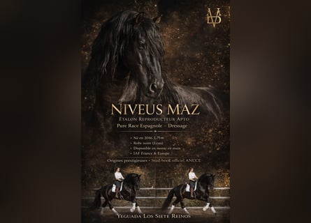 PRE, Stallion, 10 years, 17 hh