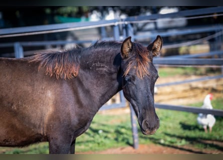 PRE, Stallion, Foal (07/2025), 12,2 hh, Black