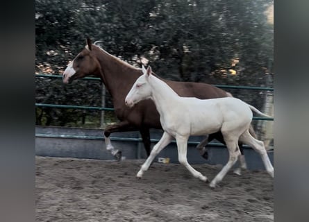 PRE, Stallion, Foal (01/2024), 14.2 hh, Palomino