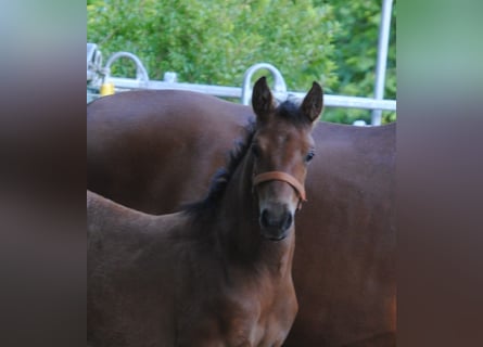 PRE Mix, Stallion, Foal (04/2024), 15,2 hh, Brown