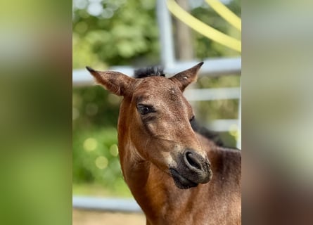 PRE, Stallion, Foal (08/2025), 15,2 hh, Brown