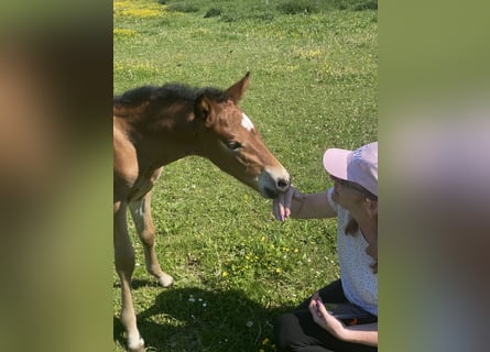 PRE, Stallion, , 15,2 hh, Brown