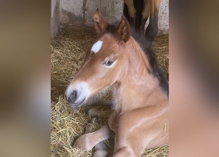 PRE, Stallion, , 15,2 hh, Brown