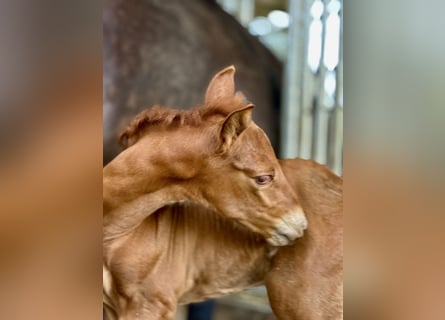PRE, Stallion, Foal (07/2025), 15,2 hh, Chestnut-Red
