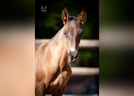 PRE, Stallion, , 16.1 hh, Black
