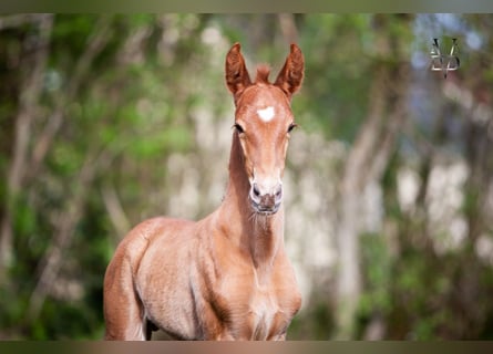 PRE, Stallion, Foal (04/2024), 16.1 hh, Chestnut-Red