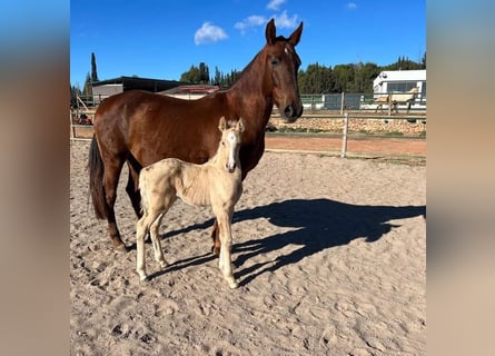 PRE, Stallion, Foal (01/2024), 16.1 hh, Palomino