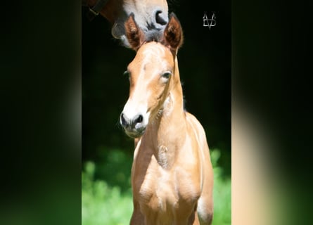 PRE, Stallion, Foal (05/2026), 16 hh, Bay