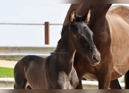 PRE, Stallion, , 16 hh, Black