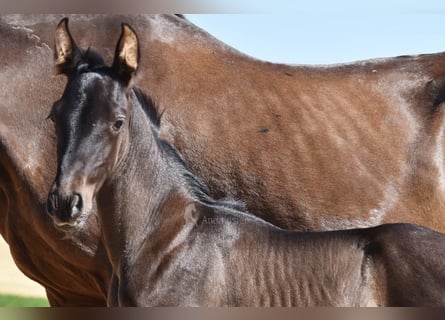 PRE, Stallion, , 16 hh, Black