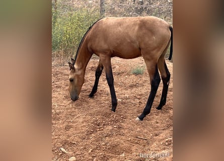 PRE, Stallion, Foal (01/2025), 16 hh, Buckskin