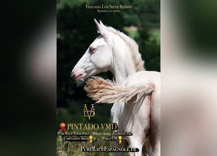 PRE, Stallion, Foal (03/2025), 16 hh, Dun