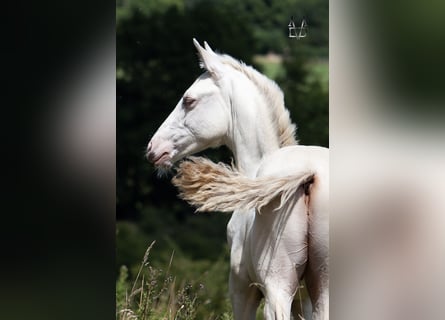 PRE, Stallion, , 16 hh, Dun