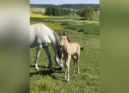 PRE, Stallion, , 16 hh, Dun
