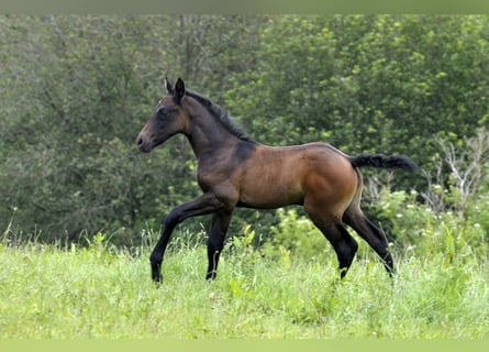 PRE, Stallion, Foal (05/2024), 16 hh, Gray