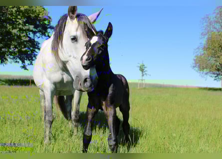 PRE, Stallion, Foal (05/2025), 16 hh, Grey