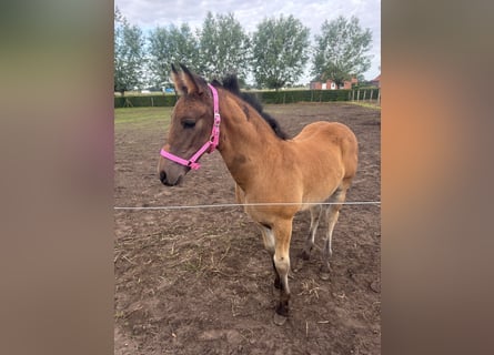 PRE Mix, Stallion, Foal (04/2024), 16 hh