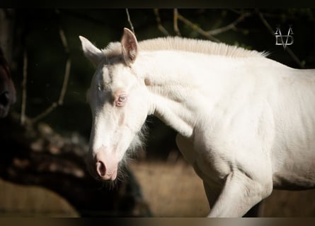 PRE Mix, Stallion, , 16 hh, Perlino