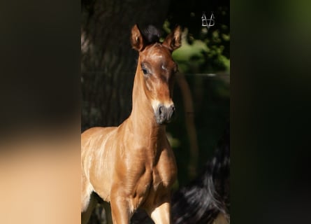 PRE, Stallion, , 16 hh, Smoky-Black