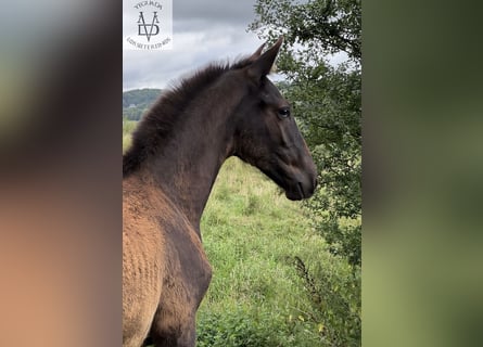 PRE, Stallion, Foal (03/2025), 16,1 hh, Black