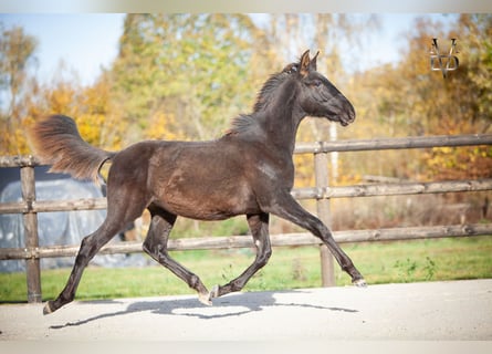 PRE, Stallion, Foal (03/2025), 16,1 hh, Black