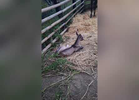 PRE Mix, Stallion, Foal (04/2025), 16,1 hh, Buckskin