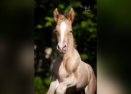 PRE Mix, Stallion, Foal (05/2025), 16,1 hh, Champagne