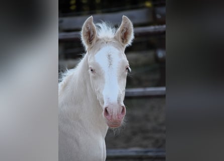 PRE, Stallion, 