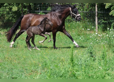 PRE, Stallion, Foal (06/2026), Bay-Dark