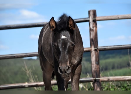 PRE, Stallion, , Black